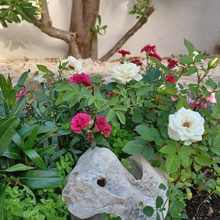 Apartmani Milena Barbat na Rabu 外观 照片